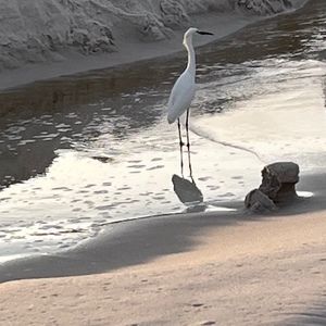 Meet your Posher, Priscilla